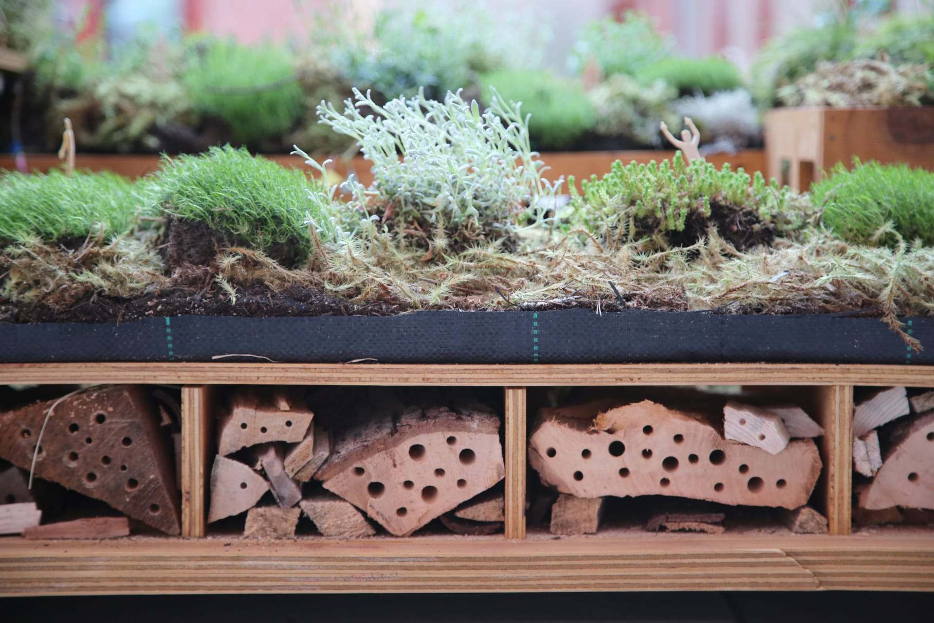 The planted roof: lichen, grasses and sedum growing over the compartments