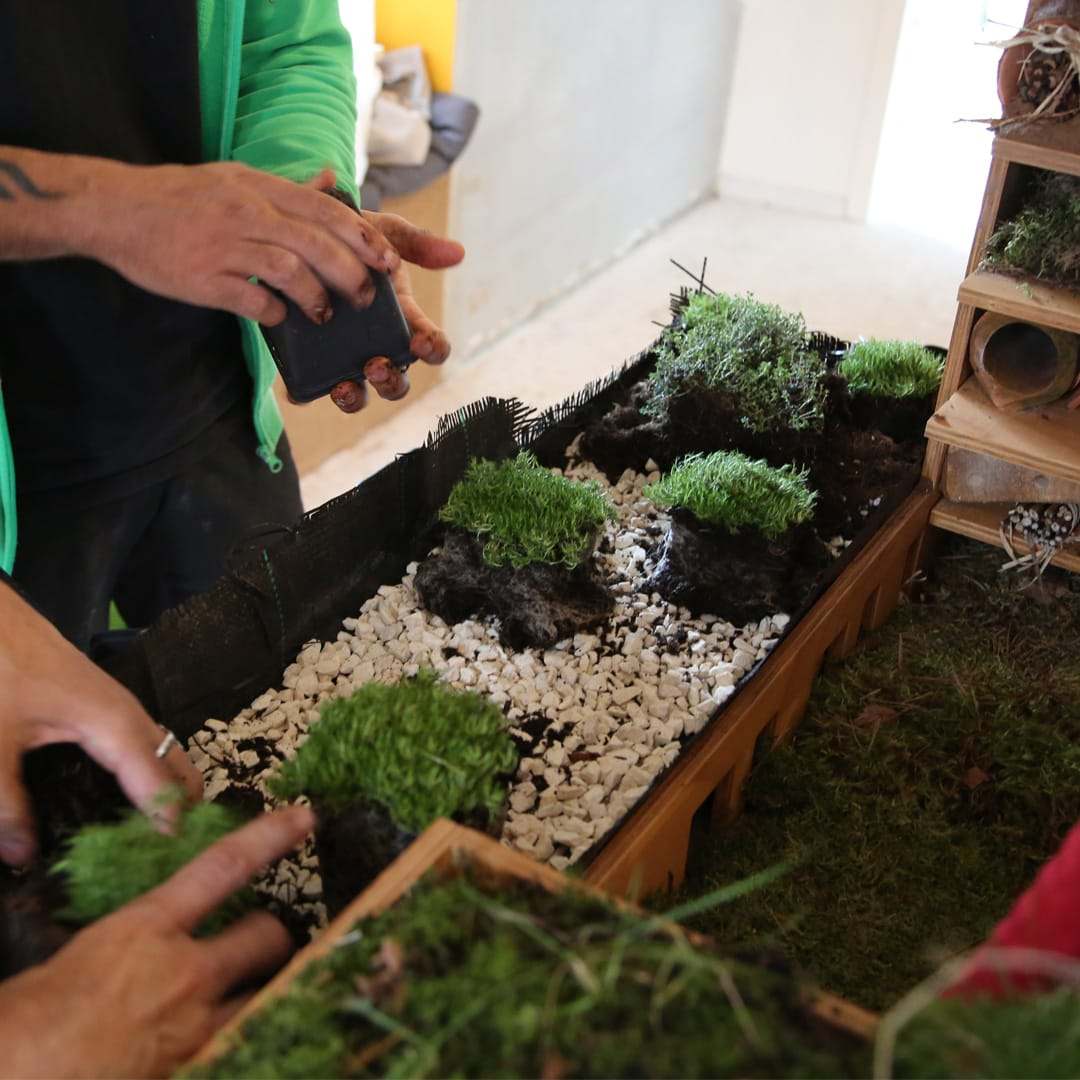 Hands planting moss and sedum in the green roof of an insect hotel during the workshop